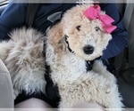 Small Photo #19 Pyredoodle Puppy For Sale in MOORESVILLE, NC, USA