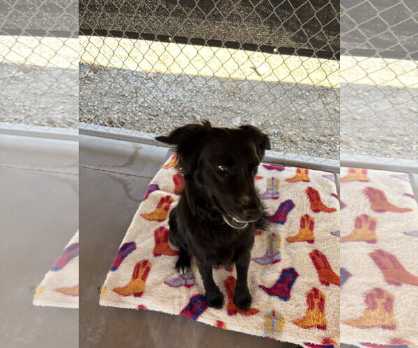 Medium Photo #3 Mutt Puppy For Sale in Emmett, ID, USA