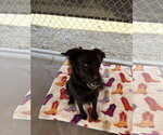 Small #2 Mutt