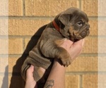 Small #7 Bulldog