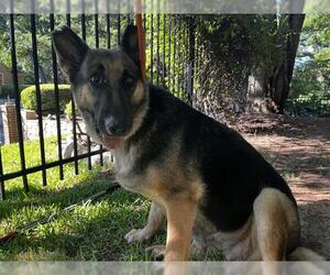 German Shepherd Dog-Unknown Mix Dogs for adoption in Grand Prairie, TX, USA