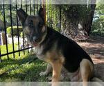 Small German Shepherd Dog Mix