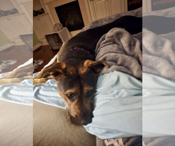 Medium Photo #30 Mutt Puppy For Sale in Mount Laurel, NJ, USA