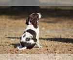 Small Photo #4 Brittany Puppy For Sale in HORTENSE, GA, USA