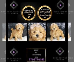Poodle (Toy) Puppy for sale in WARSAW, IN, USA