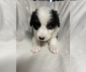 Miniature Australian Shepherd Puppy for sale in MENIFEE, CA, USA