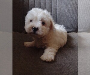 Maltipoo Puppy for sale in PARKER, PA, USA