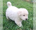 Small Photo #2 Great Pyrenees Puppy For Sale in PINEVILLE, KY, USA