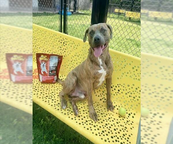 Medium Photo #2 Mutt Puppy For Sale in Temple, TX, USA