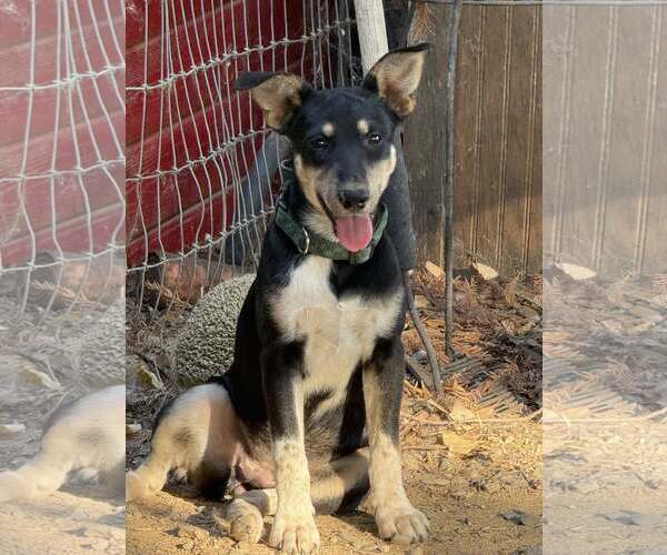 Medium Photo #1 Mutt Puppy For Sale in Davis, CA, USA