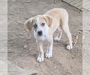 Catahoula Leopard Dog-Labrador Retriever Mix Dogs for adoption in SHERBURNE, NY, USA