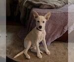 Small #2 Labrador Retriever Mix