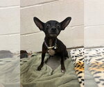 Small #5 Chihuahua