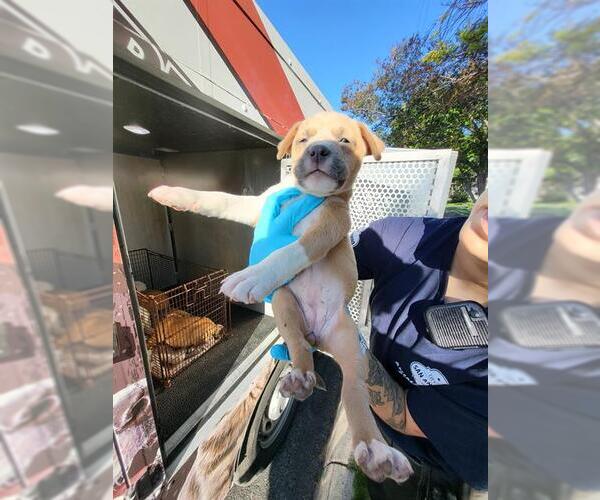 Medium Photo #1 Mutt Puppy For Sale in San Antonio, TX, USA