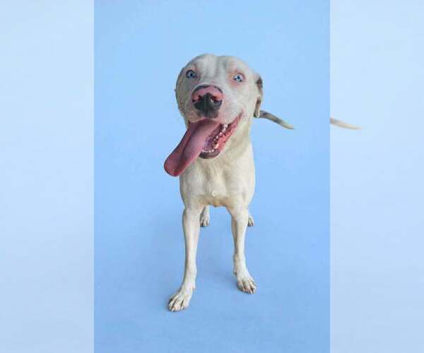 Medium Photo #3 Catahoula Leopard Dog-Unknown Mix Puppy For Sale in Abbeville, LA, USA