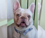 Small #2 French Bulldog