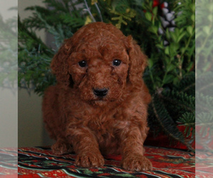Goldendoodle-Poodle (Miniature) Mix Puppy for sale in HONEY BROOK, PA, USA