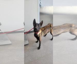 Mutt Dogs for adoption in Imlay City, MI, USA
