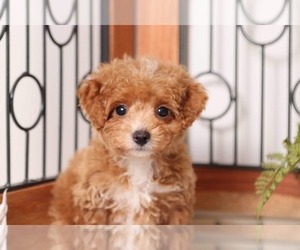 Cavapoo Puppy for sale in NAPLES, FL, USA