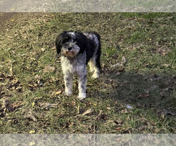 Medium Photo #2 Miniature Schnauzer-Unknown Mix Puppy For Sale in Oakhurst, NJ, USA