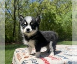 Small #1 Pomsky