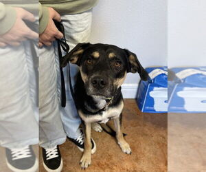 German Shepherd Dog-Unknown Mix Dogs for adoption in Bolivar, MO, USA