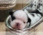 Puppy Sera American Bullnese