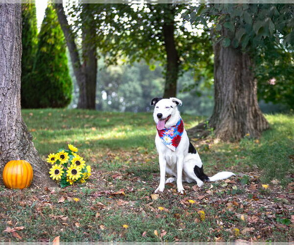 Medium Photo #8 Border Collie-Huskies  Mix Puppy For Sale in Unionville, PA, USA