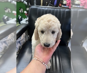 Goldendoodle (Miniature) Puppy for sale in FOUNTAIN, CO, USA