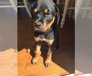 Rottweiler Puppy for sale in GOFFSTOWN, NH, USA