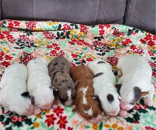 Medium Photo #30 Bernedoodle (Miniature) Puppy For Sale in LEETONIA, OH, USA