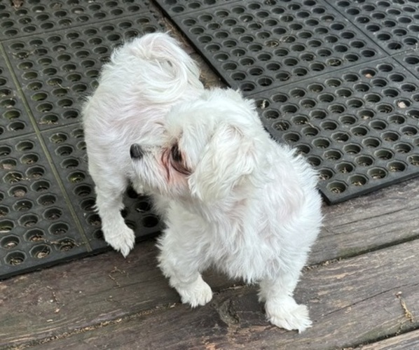 Medium Photo #1 Maltese Puppy For Sale in COLUMBIA CITY, IN, USA