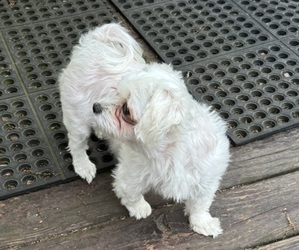 Mother of the Maltese puppies born on 03/20/2026