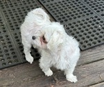 Small Photo #1 Maltese Puppy For Sale in COLUMBIA CITY, IN, USA