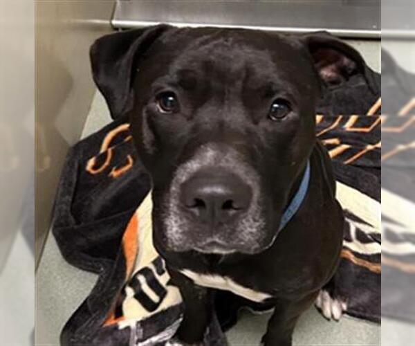 Medium Photo #1 Labrador Retriever-Unknown Mix Puppy For Sale in Placerville, CA, USA