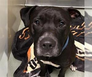 Labrador Retriever-Unknown Mix Dogs for adoption in Placerville, CA, USA