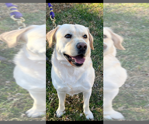 Father of the Labrador Retriever puppies born on 01/01/2026
