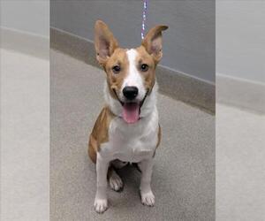 Carolina Dog-Unknown Mix Dogs for adoption in Las Vegas, NV, USA