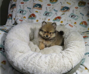 Pomeranian Puppy for Sale in COOKEVILLE, Tennessee USA