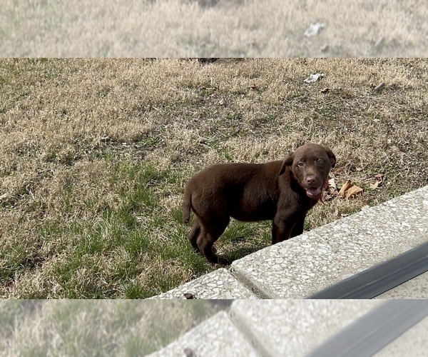 Medium Photo #5 Labrador Retriever Puppy For Sale in DETROIT, MI, USA