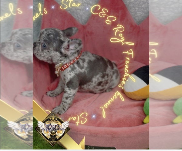 Medium Photo #12 French Bulldog Puppy For Sale in ATHENS, GA, USA