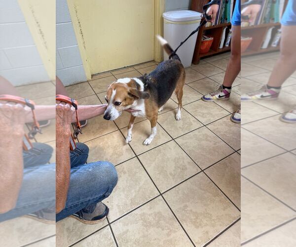 Medium Photo #1 Beagle-Unknown Mix Puppy For Sale in Staley, NC, USA