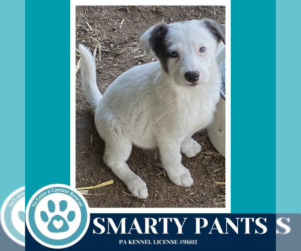 Medium Photo #2 Mutt Puppy For Sale in Kimberton, PA, USA