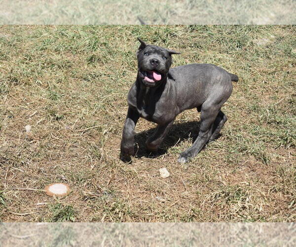 Medium Photo #4 Cane Corso Puppy For Sale in KILLEEN, TX, USA