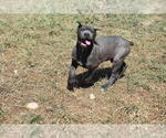 Small #3 Cane Corso