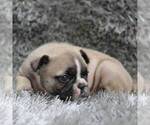 Small Photo #2 French Bulldog Puppy For Sale in LINDEN, TN, USA