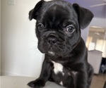 Puppy Starla French Bulldog