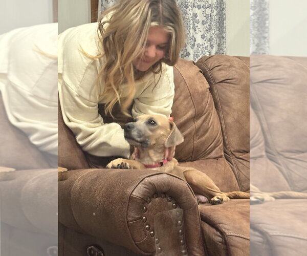 Medium Photo #2 Doxle Puppy For Sale in Aurora, IN, USA