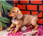 Small #3 Dachshund