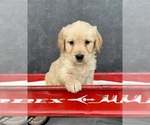 Small #8 Golden Retriever